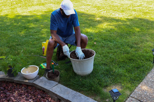 istock A black man potting a citronella  plant into a planter 1496105400