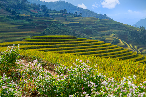 Rice fields on terraced of mu cang chai,  rice fields prepare the harvest at northwest vietnam ,yenbai vietnam.