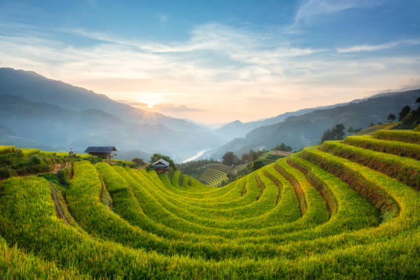 istock Rice fields on terraced of mu cang chai 1496105443