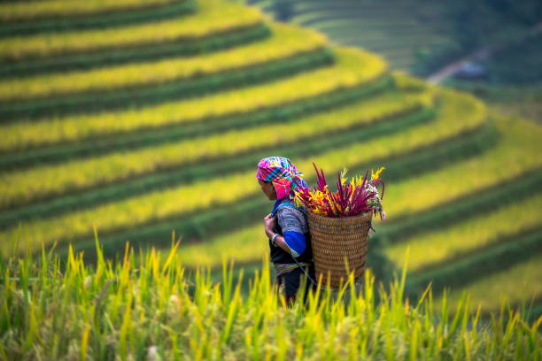 una donna hmong su 
risaie terrazzate di mu cang chai, yenbai, vietnam. - sa pa foto e immagini stock