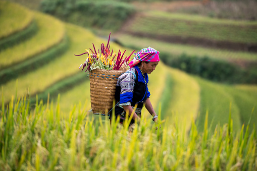 A Hmong Woman On \nRice fields terraced of Mu Cang Chai, YenBai, Vietnam.