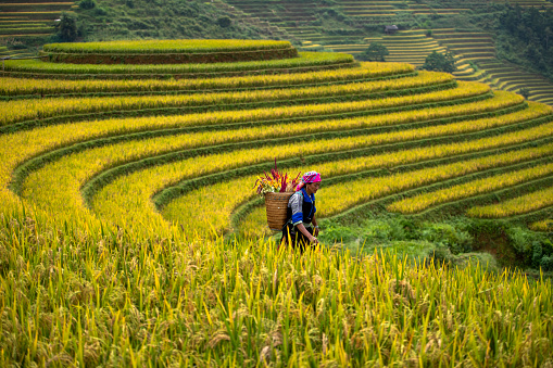 A Hmong Woman On \nRice fields terraced of Mu Cang Chai, YenBai, Vietnam.