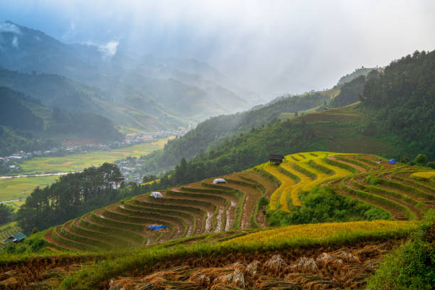 istock Rice fields on terraces after harvest at mu cang chai 1496105520