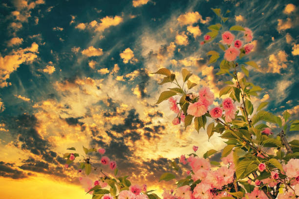 Pink flowers blooming on a tree. Decorative cherry tree with pruned branches. A flower similar to a rose.