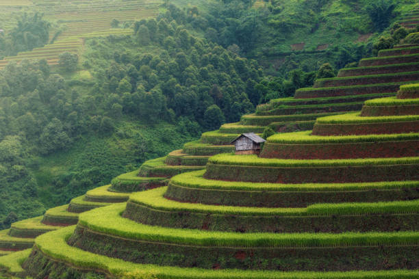 istock Rice fields on terraced of mu cang chai 1496105543