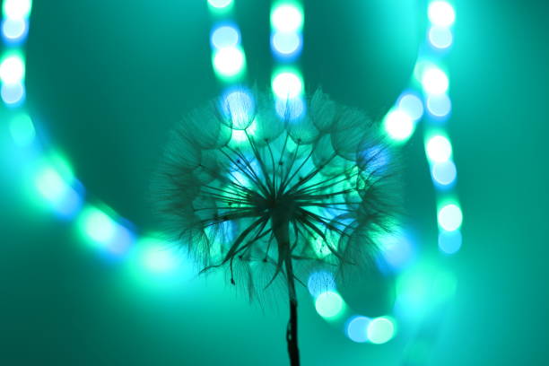 Tener esperanza. Renovar. Ver las luces. Renacer. Sin rendición. El color verde asociado a la esperanza, al renacer, positivo. Luces que marcan el camino. Luz al fondo.