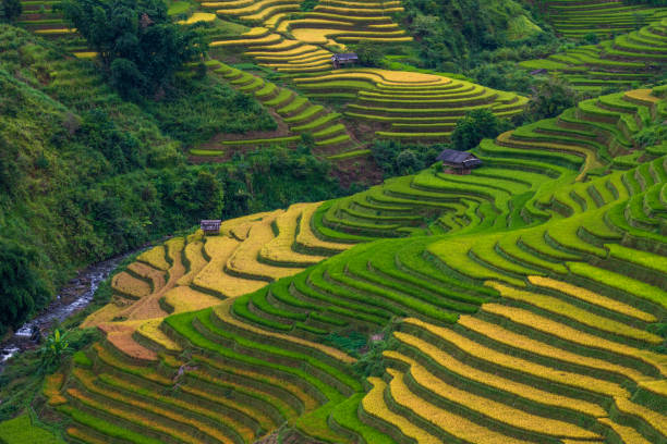 istock Rice fields on terraced of mu cang chai 1496105696