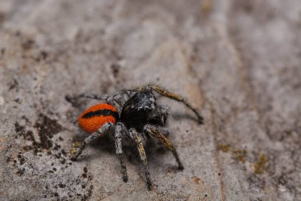 istock Macro of a small spider standing on a wall 1496106327
