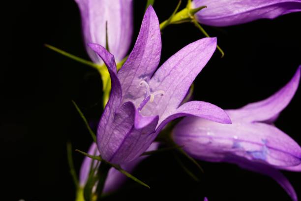 istock Vibrant purple flower blooms alone in a dark setting 1496106342