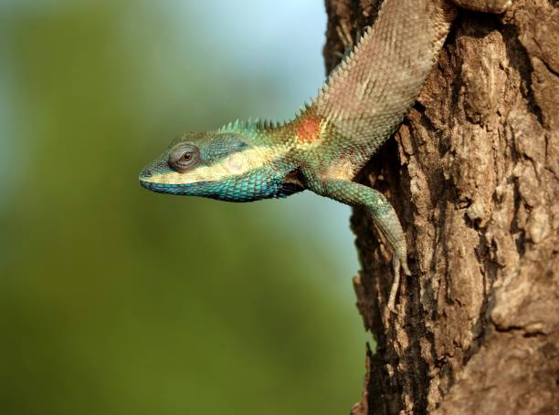 istock Closeup shot of a brightly colored lizard perched on a tree branch. 1496109129