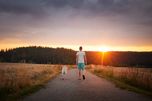 Rear view of man walking with dog together on rural road. Pet owner and his labrador retriever at beautiful summer sunset.