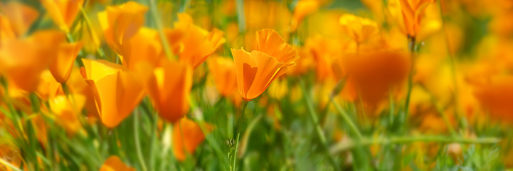 Orange California poppies bloom in spring, panoramic header