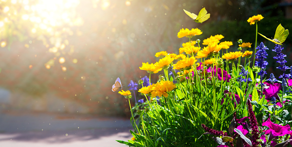 summer floral background with colorful flowers and fly butterfly on a sunny garden background