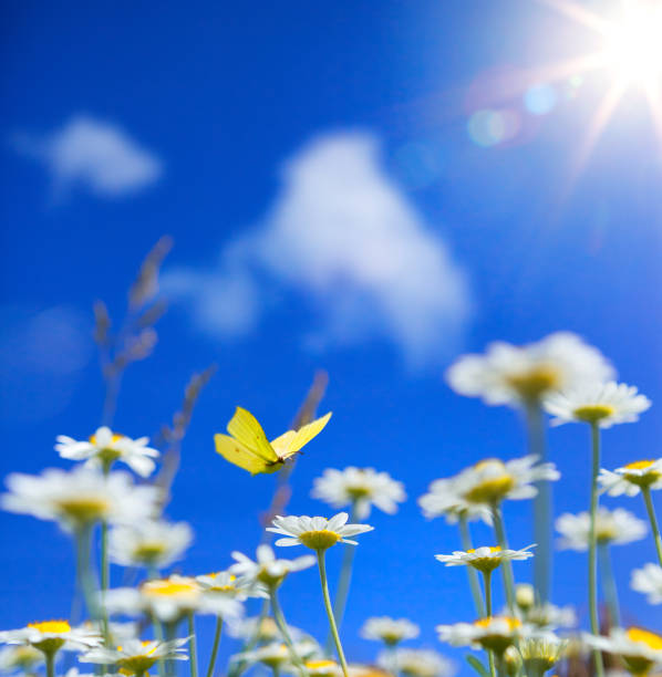 istock spring summer background with on wildflowers and fly butterfly on a  blue sunny sky background 1496110939