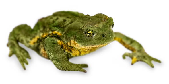 Frog made of potting stones in the houseplant flower pot