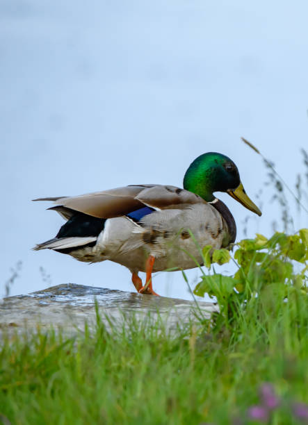 istock Male mallard duck standing on the river bank 1496111683