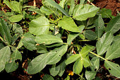 Groundnut Plant in Agricultural Land.