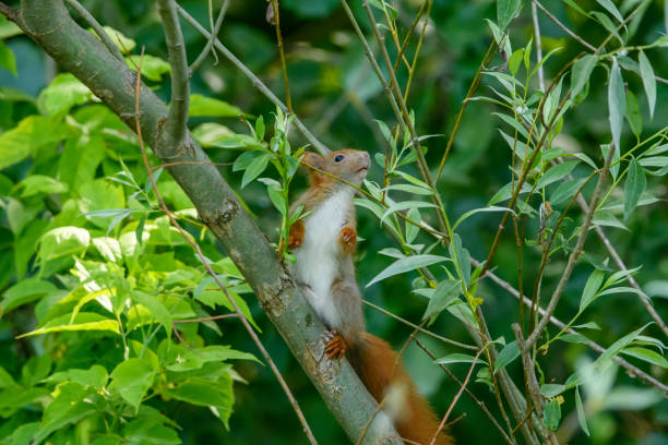 Intrigued squirrel sitting on a tree branch planning a jump