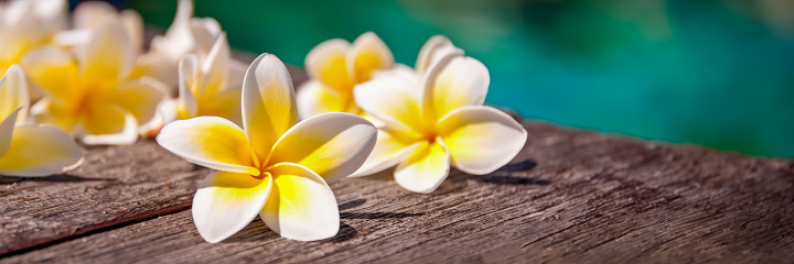 Plumeria flowers on wooden floor, blue water background, panoramic tropical web banner