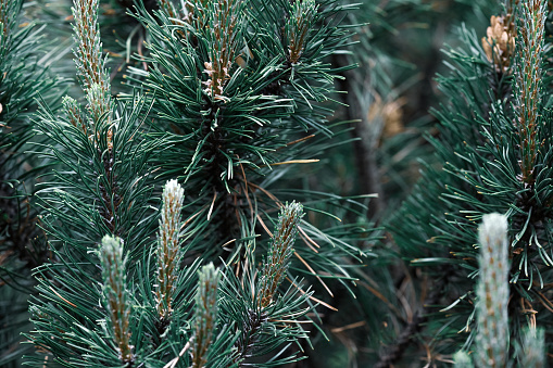 mountain pine