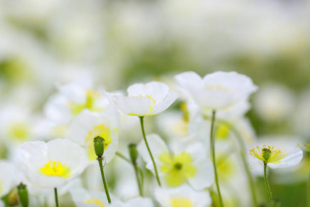 istock Blooming plant Anemone Obtusiloba 1496113537