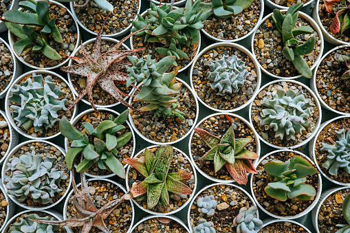 Directly above selection of small cactus plants