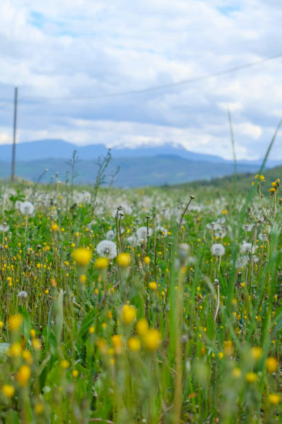 istock Selective focus on wildflowers across snowy mountain of Monte Cusna in the clouds. Spring nature. Emilia-Romagna, Italy 1496114582