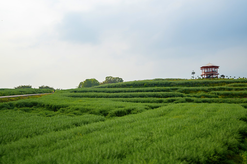 Rural pastoral scenery, rapeseed fields