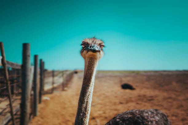 istock Majestic ostrich in its enclosure, gazing off into the distant horizon 1496115151