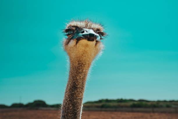 istock Majestic ostrich in its enclosure, gazing off into the distant horizon 1496115155