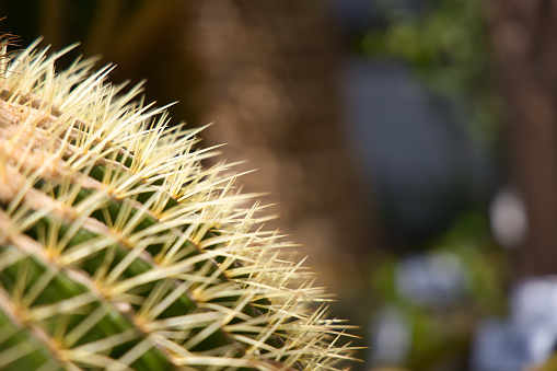 Golden barrel cactus with blurry background