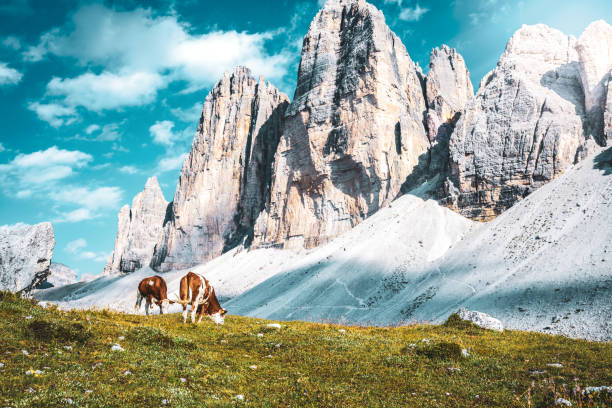 istock Cows grazing on alpine meadow with scenic view on Tre Cime in the evening. Tre Cime, Dolomites, South Tirol, Italy, Europe. 1496115708