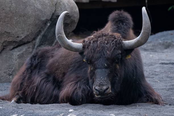 istock Domestic buffalo resting on a rocky landscape ground 1496116821