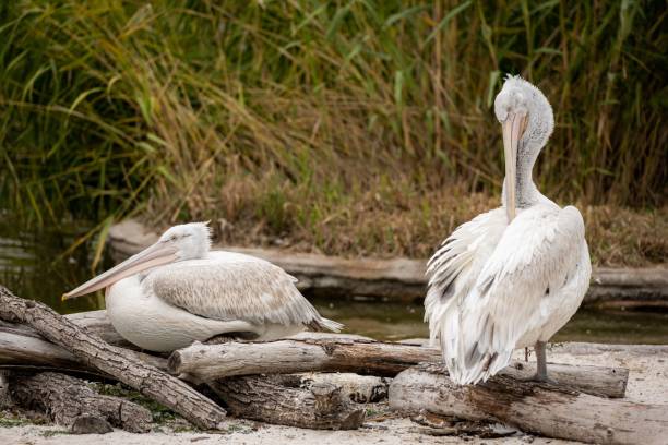 istock Tranquil scene of a pelicans perched atop a wooden log 1496116873