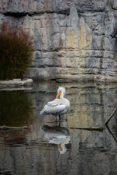 pelican está extendiendo sus alas a través del agua en una exhibición majestuosa - riverbank marsh water pond fotografías e imágenes de stock