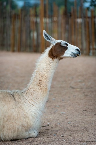 A white llama with brown accents sits on the zoo ground