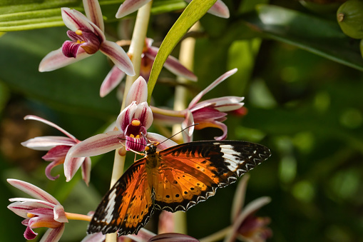 Butterfly sitting on a orchid