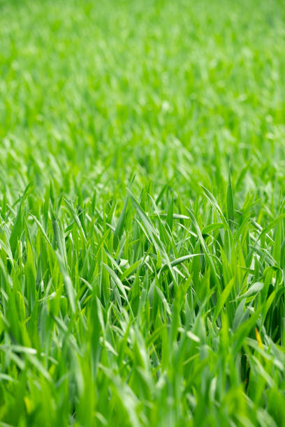 istock Crops In The Field 1496117091