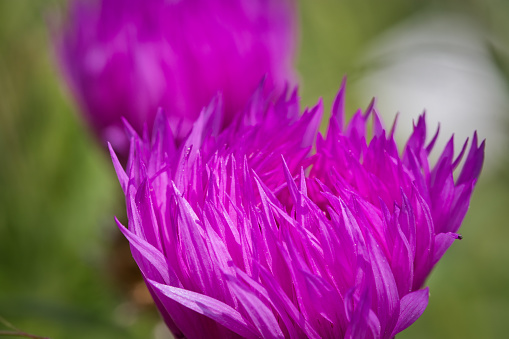 Purple thistle flower with blurry background