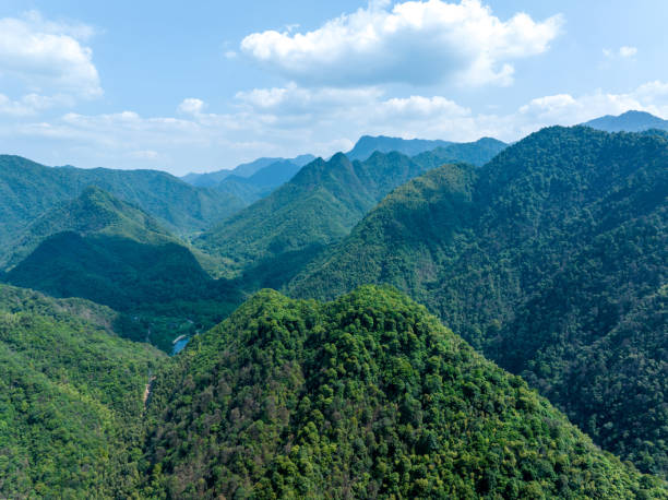 istock aerial photography forest 1496117417