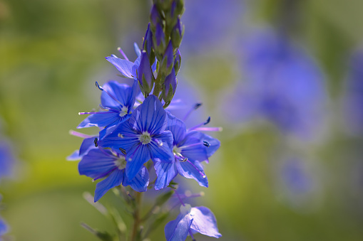 Virginia wildflowers  -  Lewis Flax