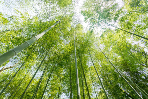 crecimiento de bambú, mirada desde abajo - giant bamboo fotografías e imágenes de stock