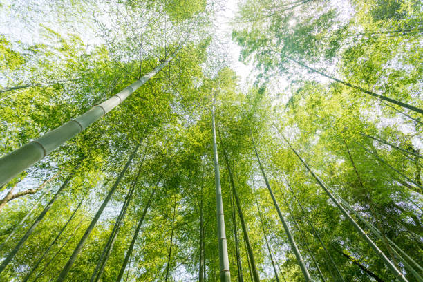 crescita del bambù, guardate dal basso - giant bamboo foto e immagini stock