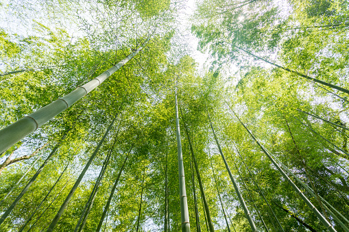 Exotic lush green bamboo tree canopy - Vietnam