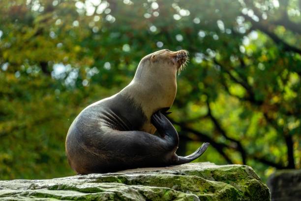 istock Seal on top of a rock scratching itself. 1496117706