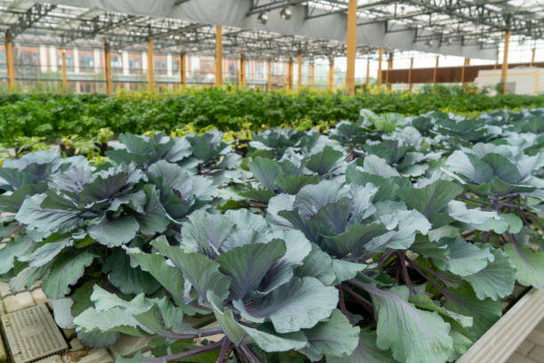 istock Organic vegetables in agricultural plantations 1496118193