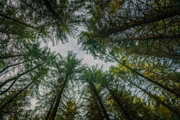 istock Large forest in the Carpathian Mountains in the summer 1496118371