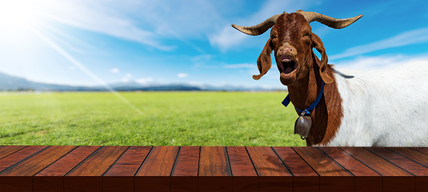 Close-up of an empty wooden table and a white and brown horned mountain goat with cow bell, looking at the camera, on a countryside landscape with sunbeams. Template for dairy products.