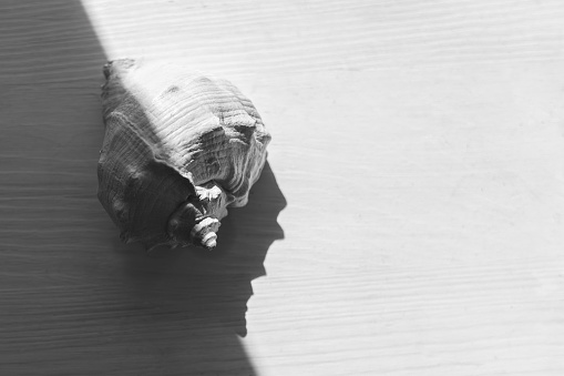 Black and white photo. Hard shell. Subject in the shadows. Light and shadow. Marine theme. Contrast image. Spiral object close-up.