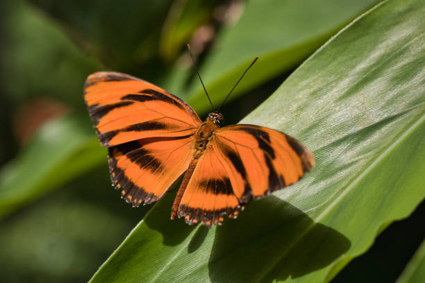 istock Orange tiger butterfly sitting on a leaf 1496119836